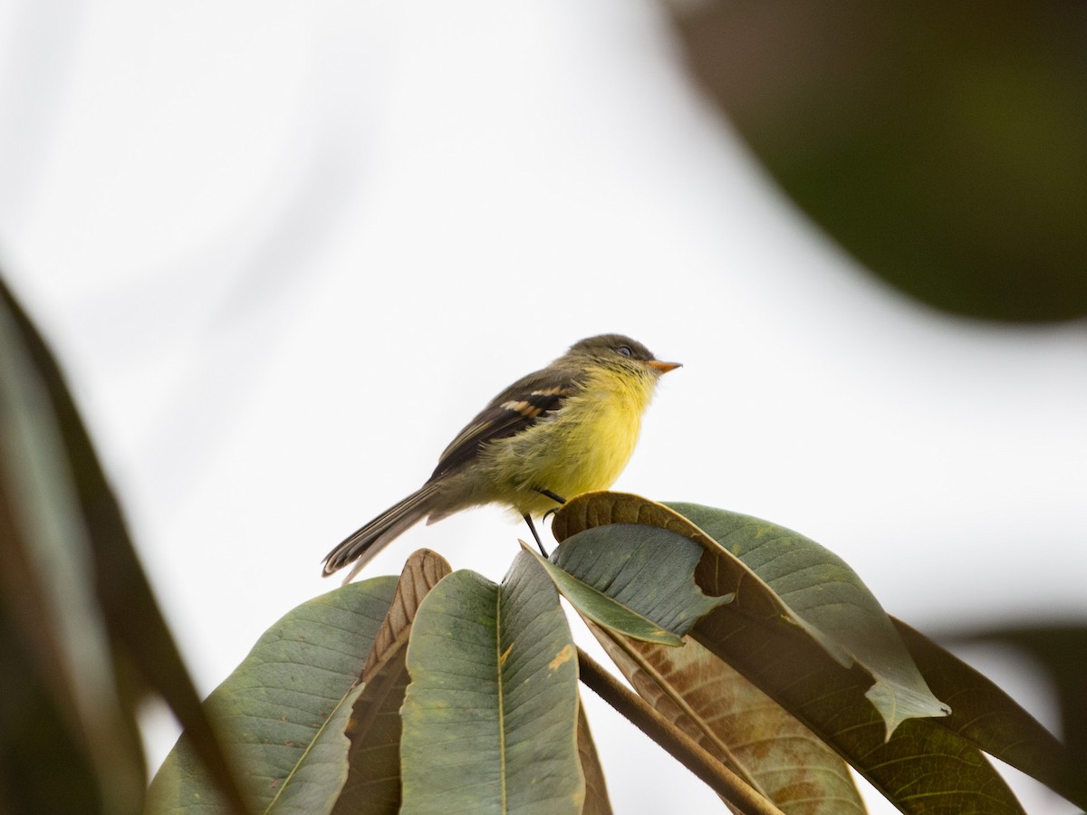 Orange-banded Flycatcher - ML612212399