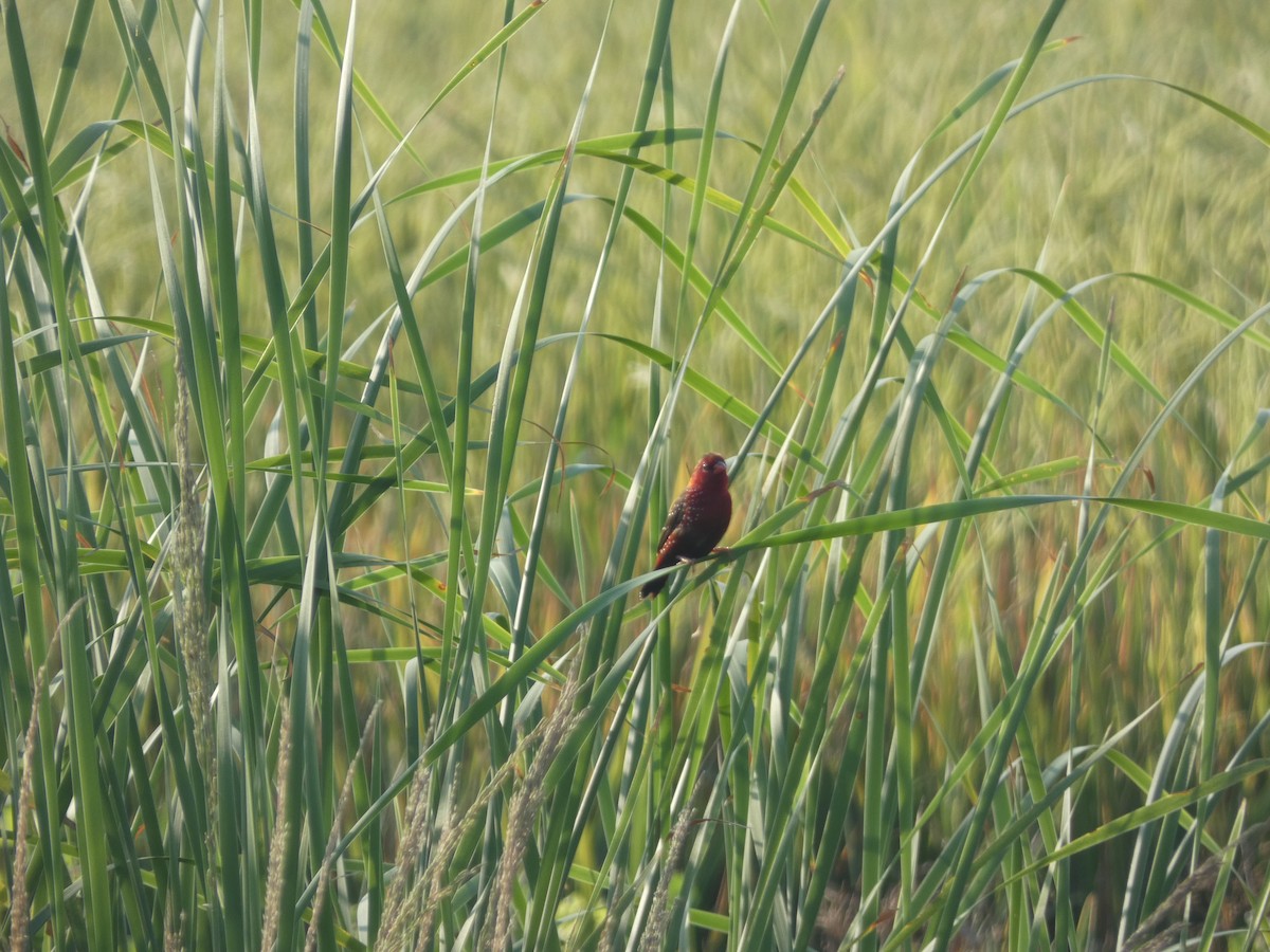 Bengali rouge - ML612212404