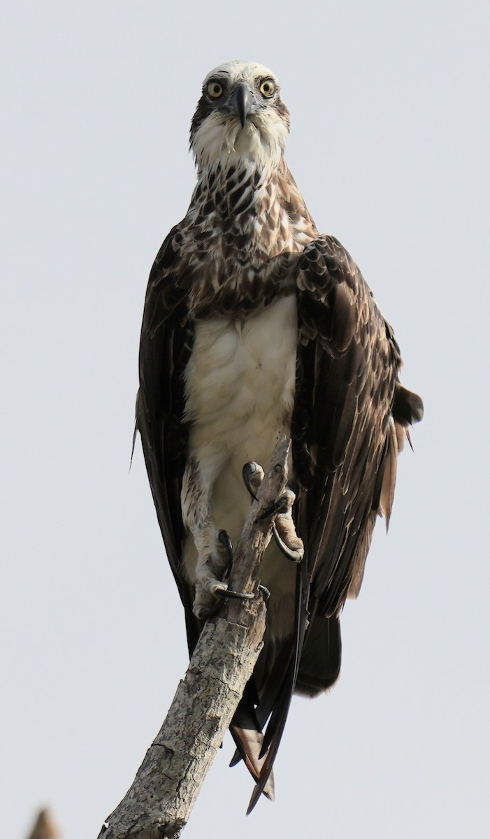 Águila Pescadora - ML612212427