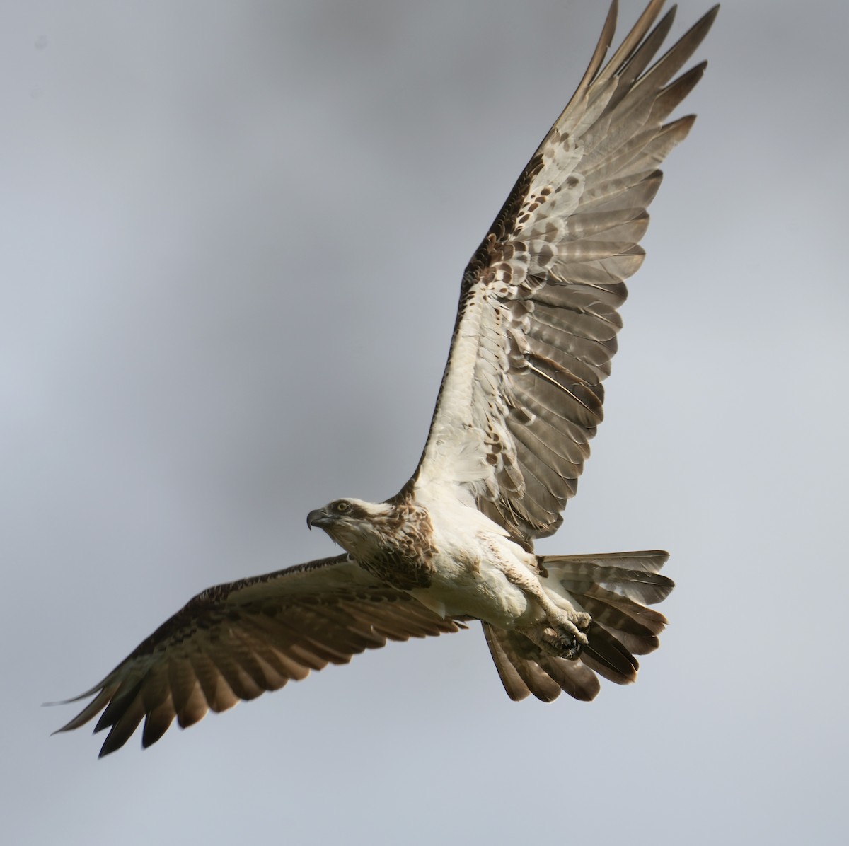 Balbuzard pêcheur - ML612212429