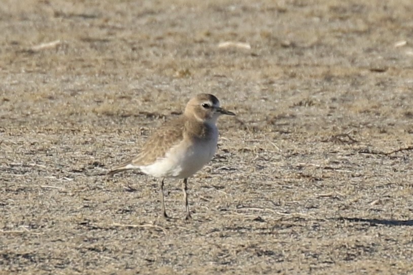 Chorlito Llanero - ML612212436