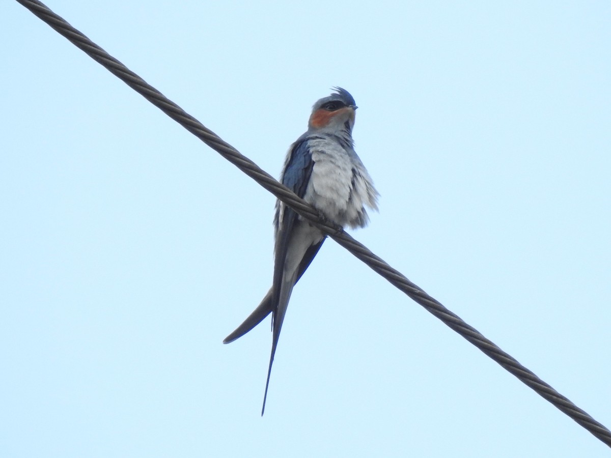 Crested Treeswift - ML612212438