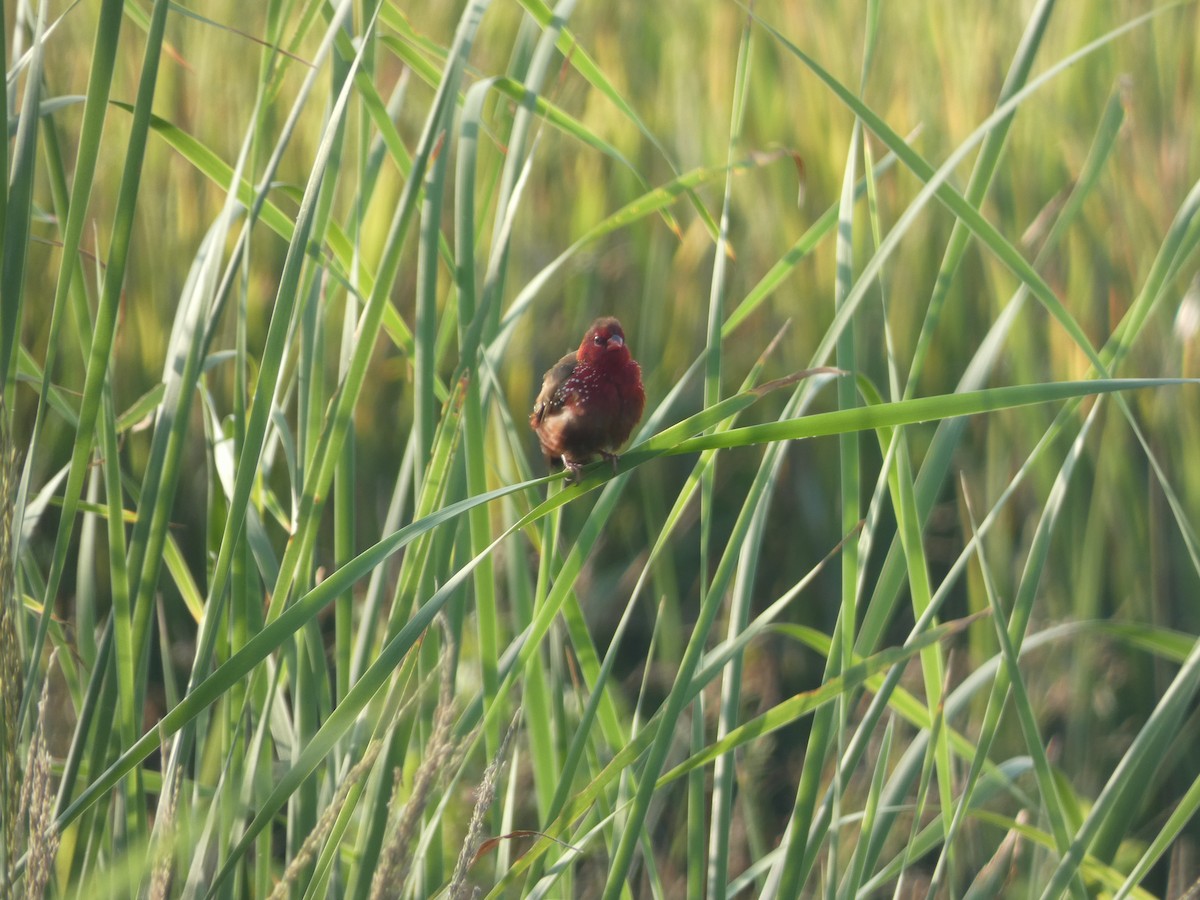 Bengali rouge - ML612212479