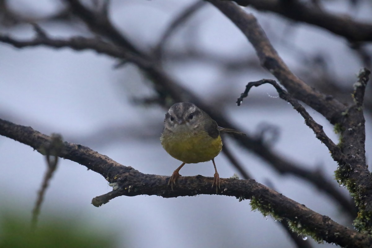 quechuaparula - ML612212490