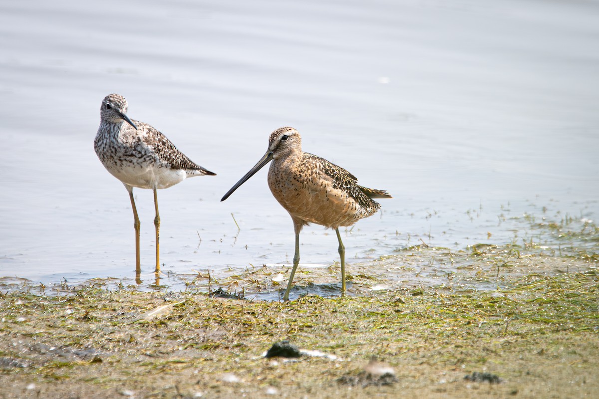 Long-billed Dowitcher - ML612212506