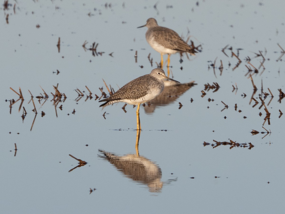 Greater Yellowlegs - ML612212517