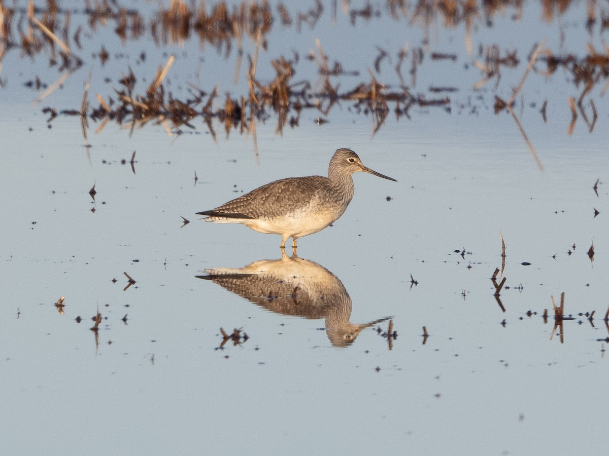 Greater Yellowlegs - ML612212519
