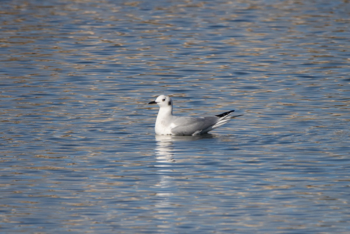 Bonaparte's Gull - ML612212522