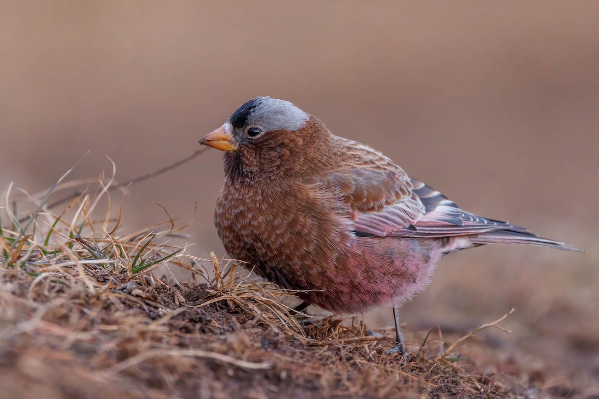 Gray-crowned Rosy-Finch - Matt Boley