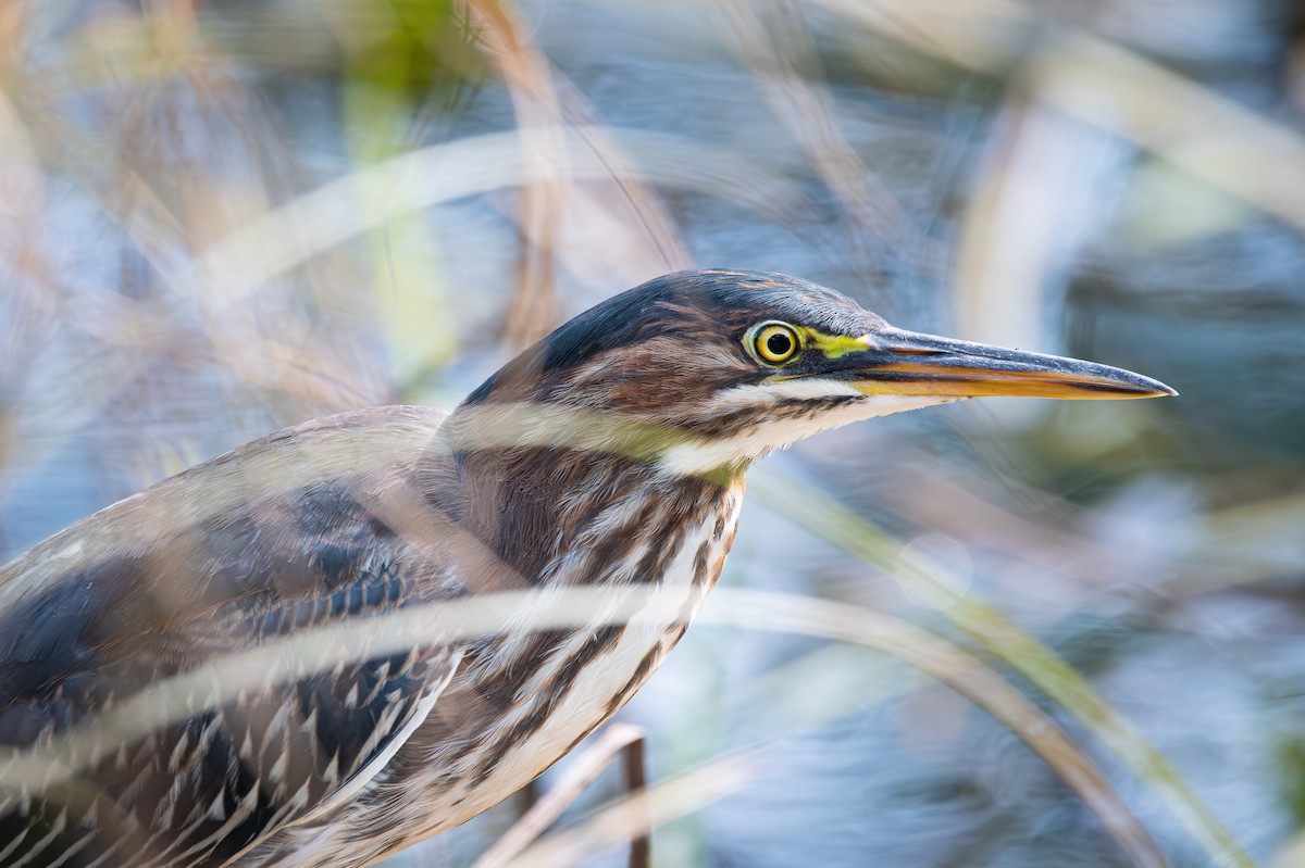 Green Heron - ML612212530