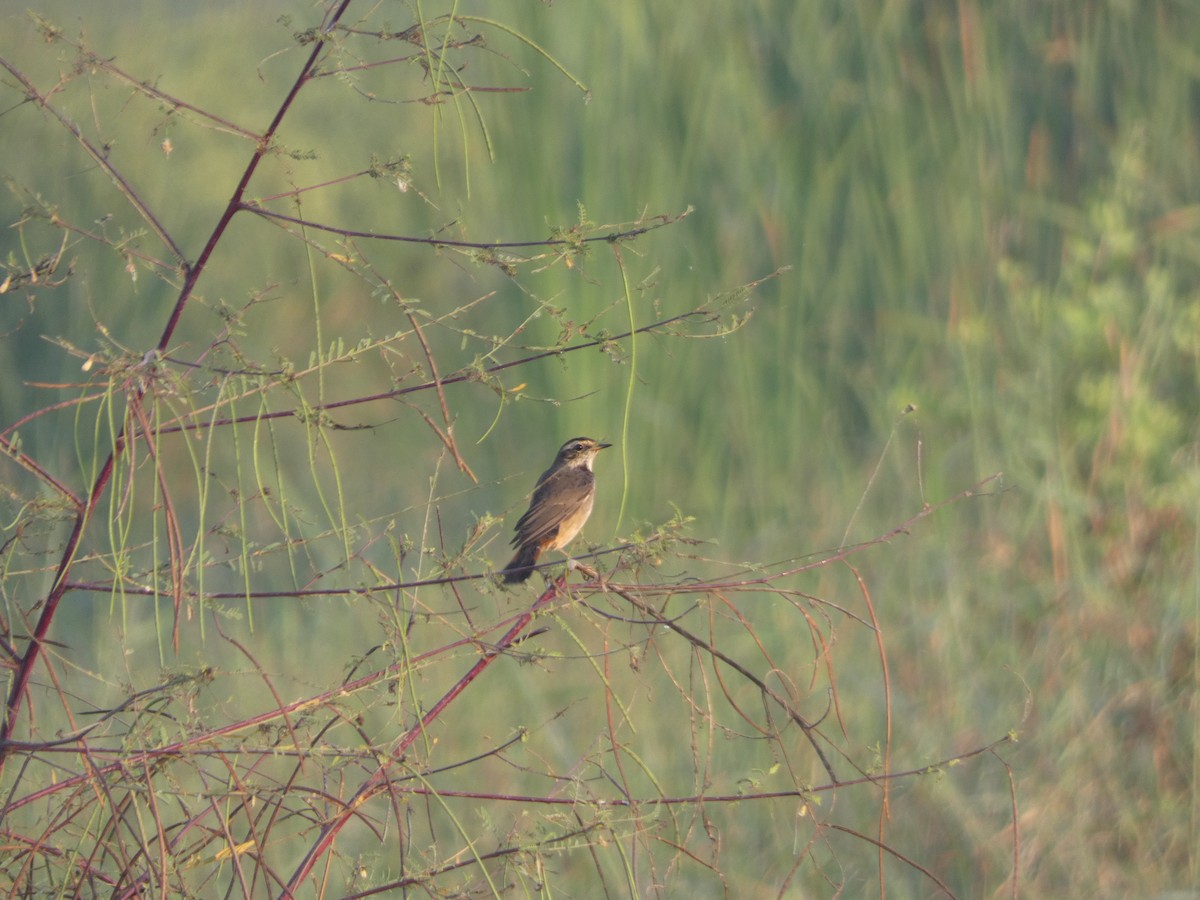 Bluethroat - ML612212591