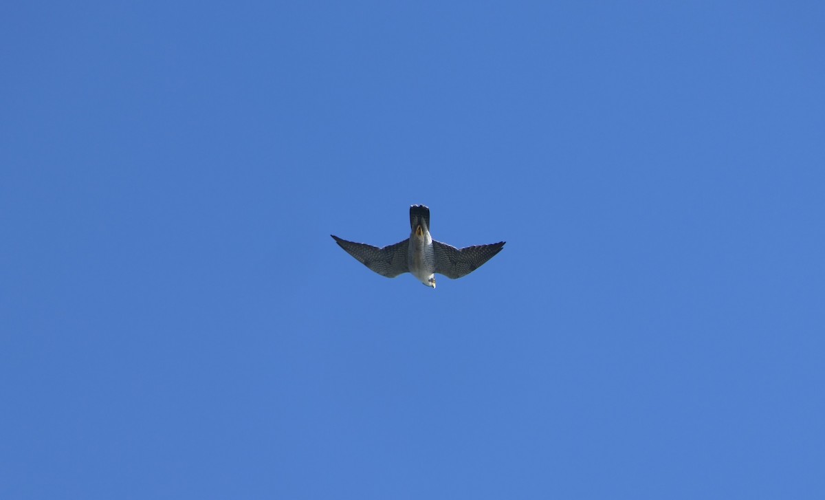 Эгэл шонхор - ML612212687