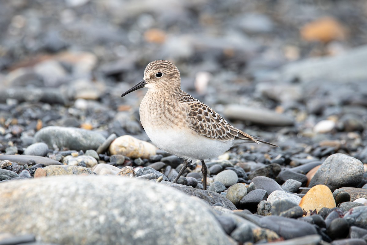 gulbrystsnipe - ML612212737