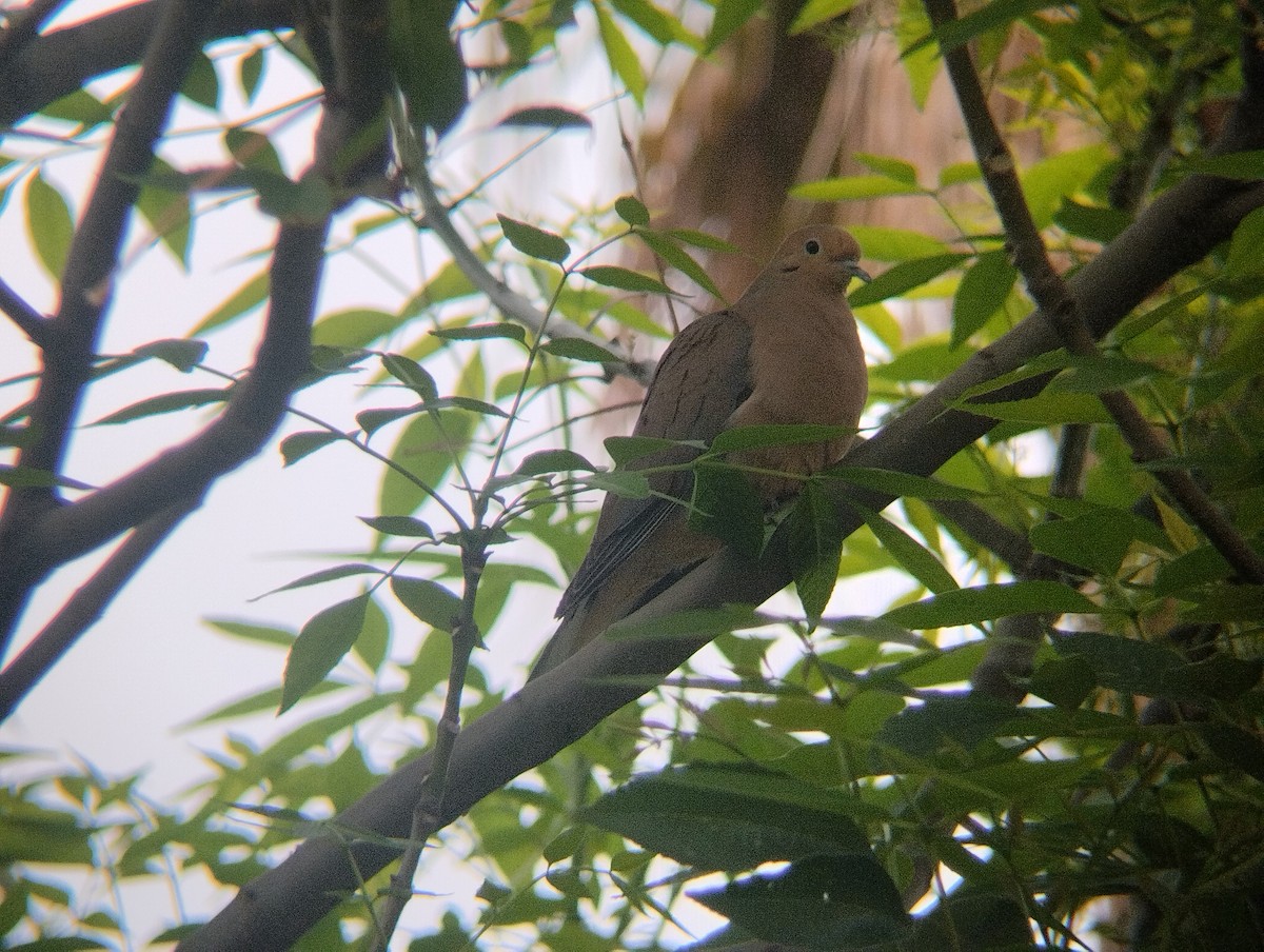 Mourning Dove - ML612212779