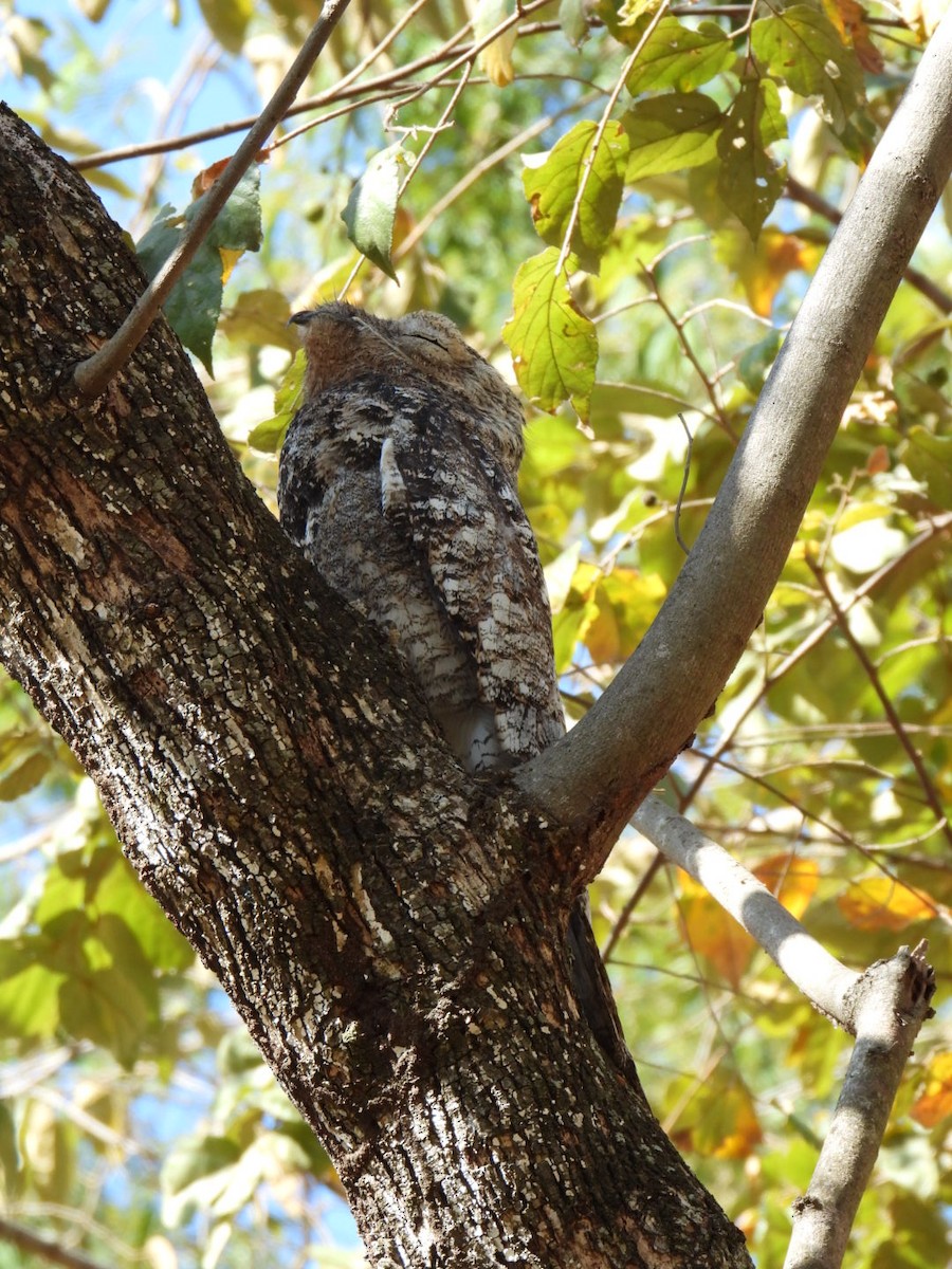 Great Potoo - ML612212807