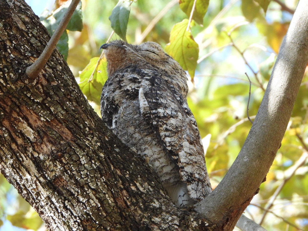 Great Potoo - ML612212809