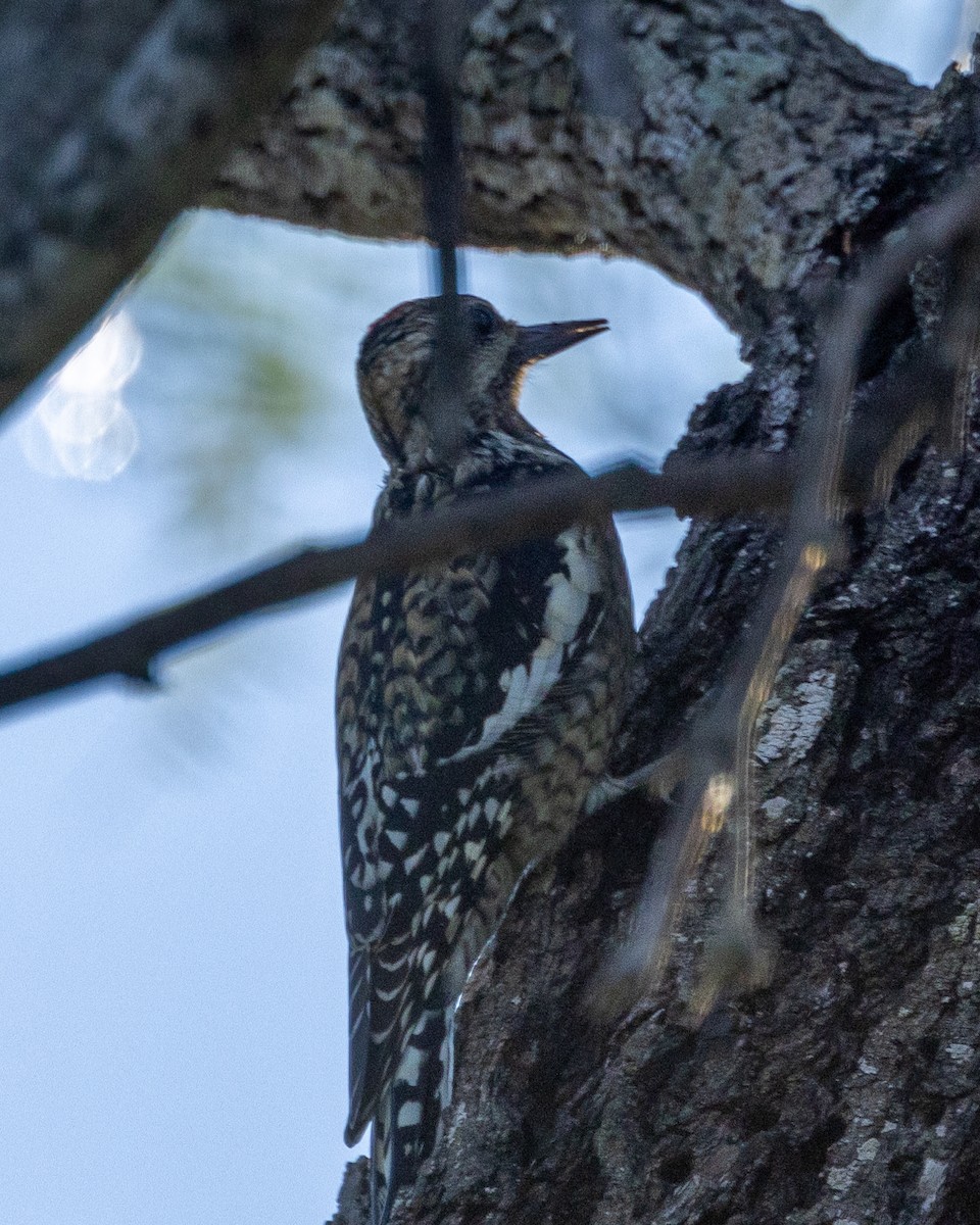 Yellow-bellied Sapsucker - ML612212819