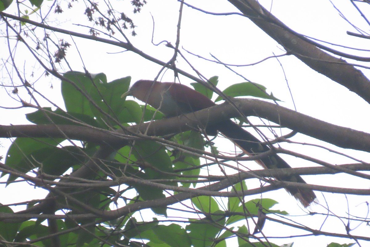 Squirrel Cuckoo - Arturo  Reynoso Basurto