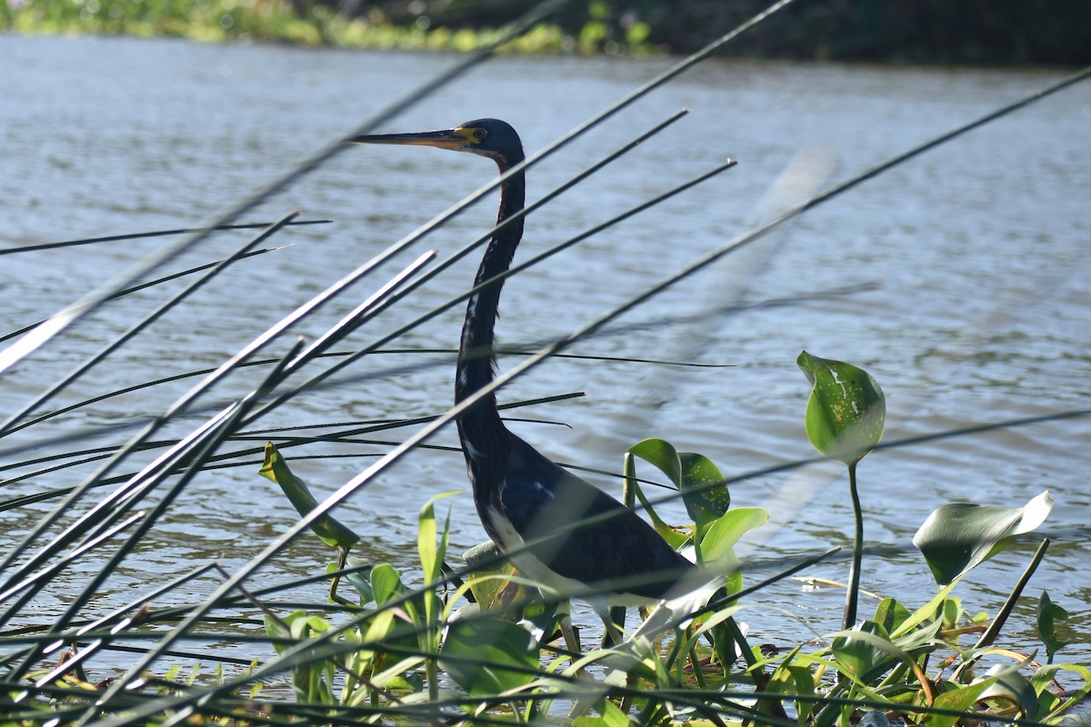 Tricolored Heron - ML612213061