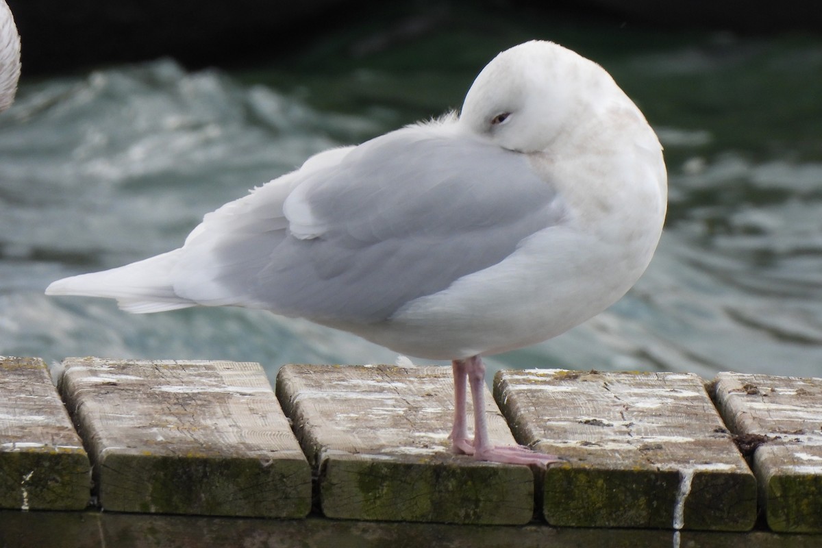 Gaviota Groenlandesa - ML612213162