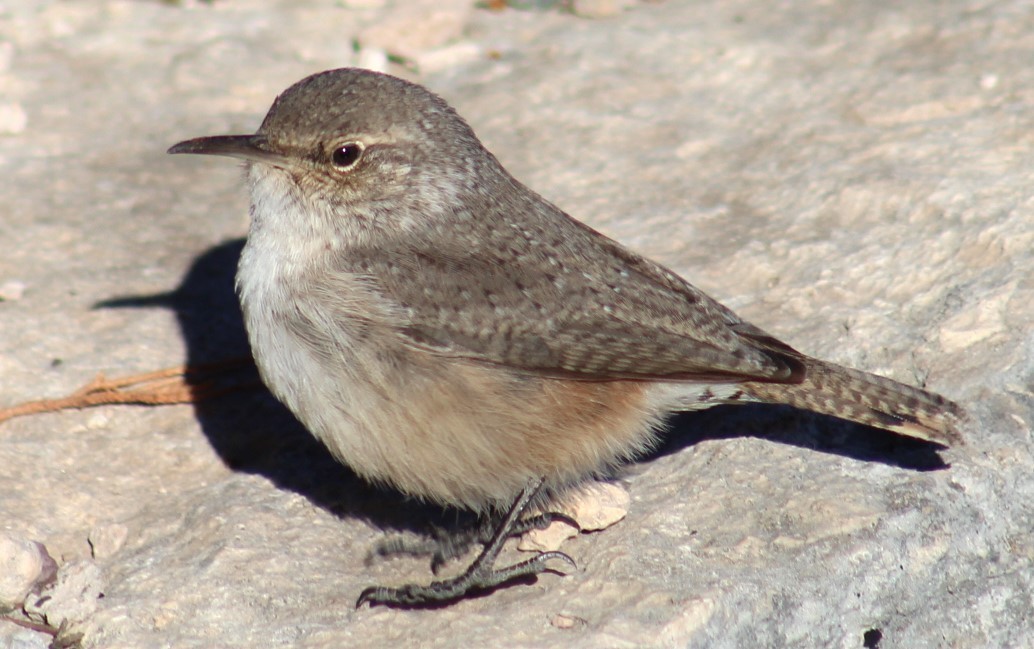 Rock Wren - ML612213238