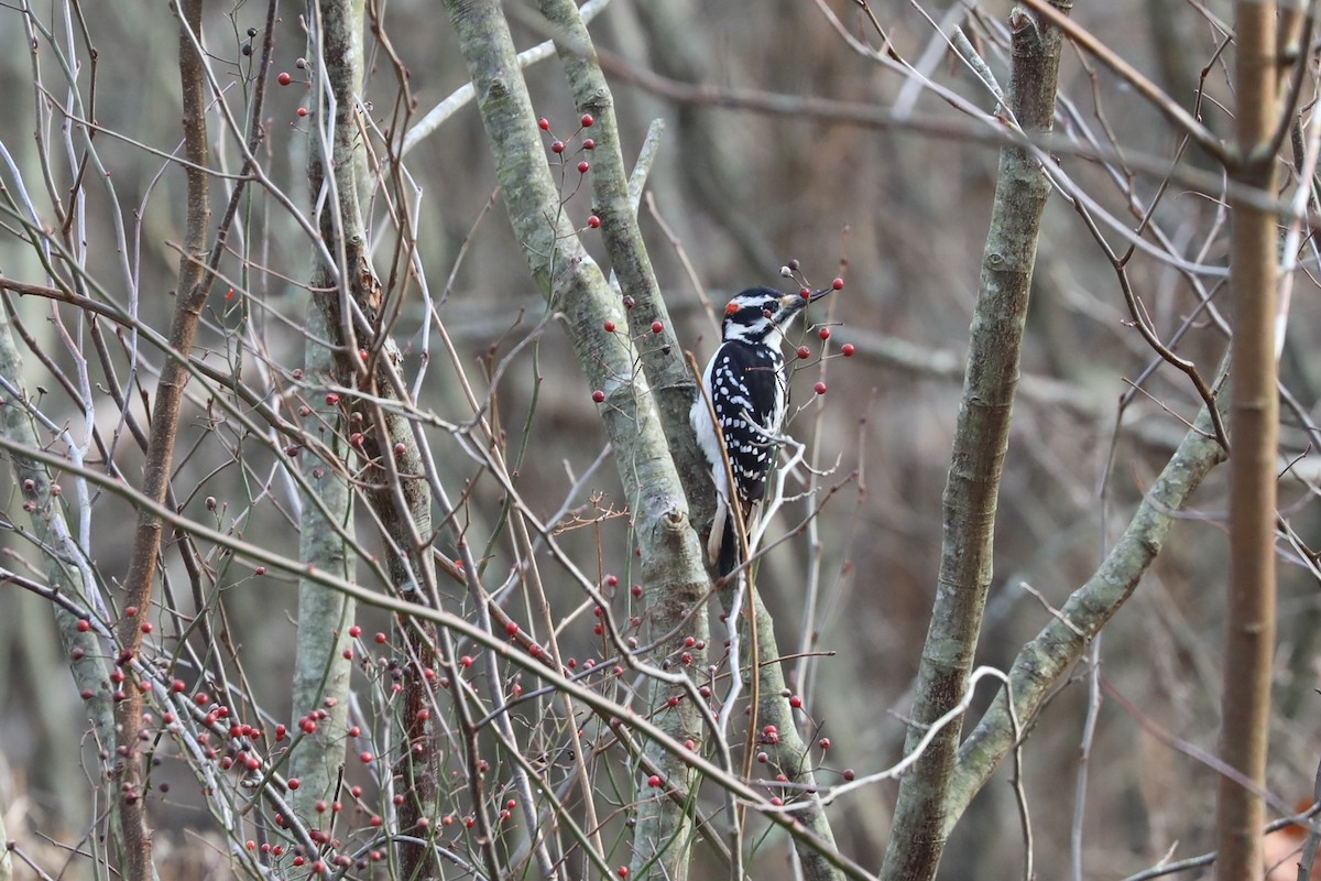 Hairy Woodpecker - ML612213264