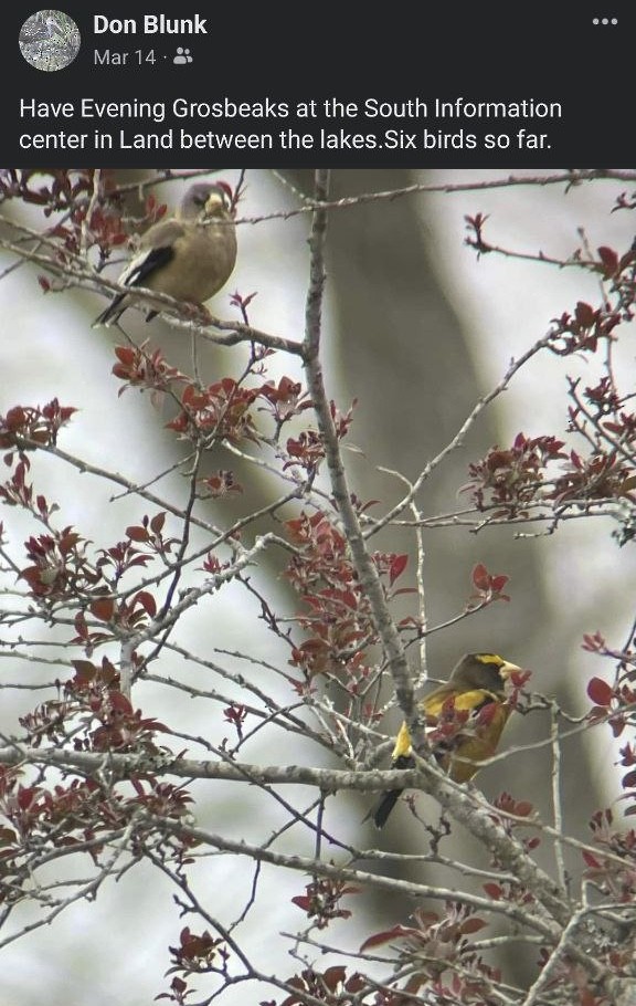 Evening Grosbeak - ML612213391