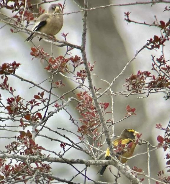 Evening Grosbeak - ML612213392