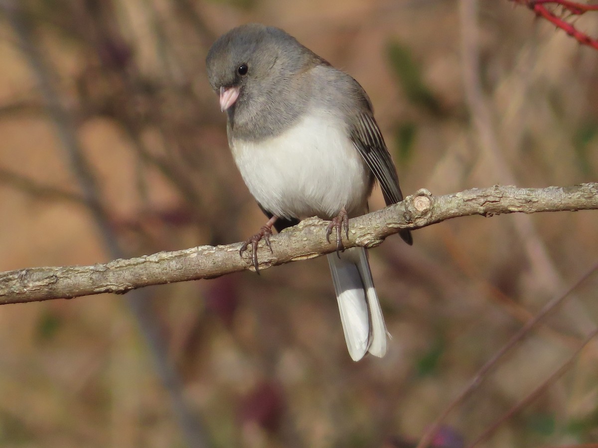 Dark-eyed Junco - ML612213420