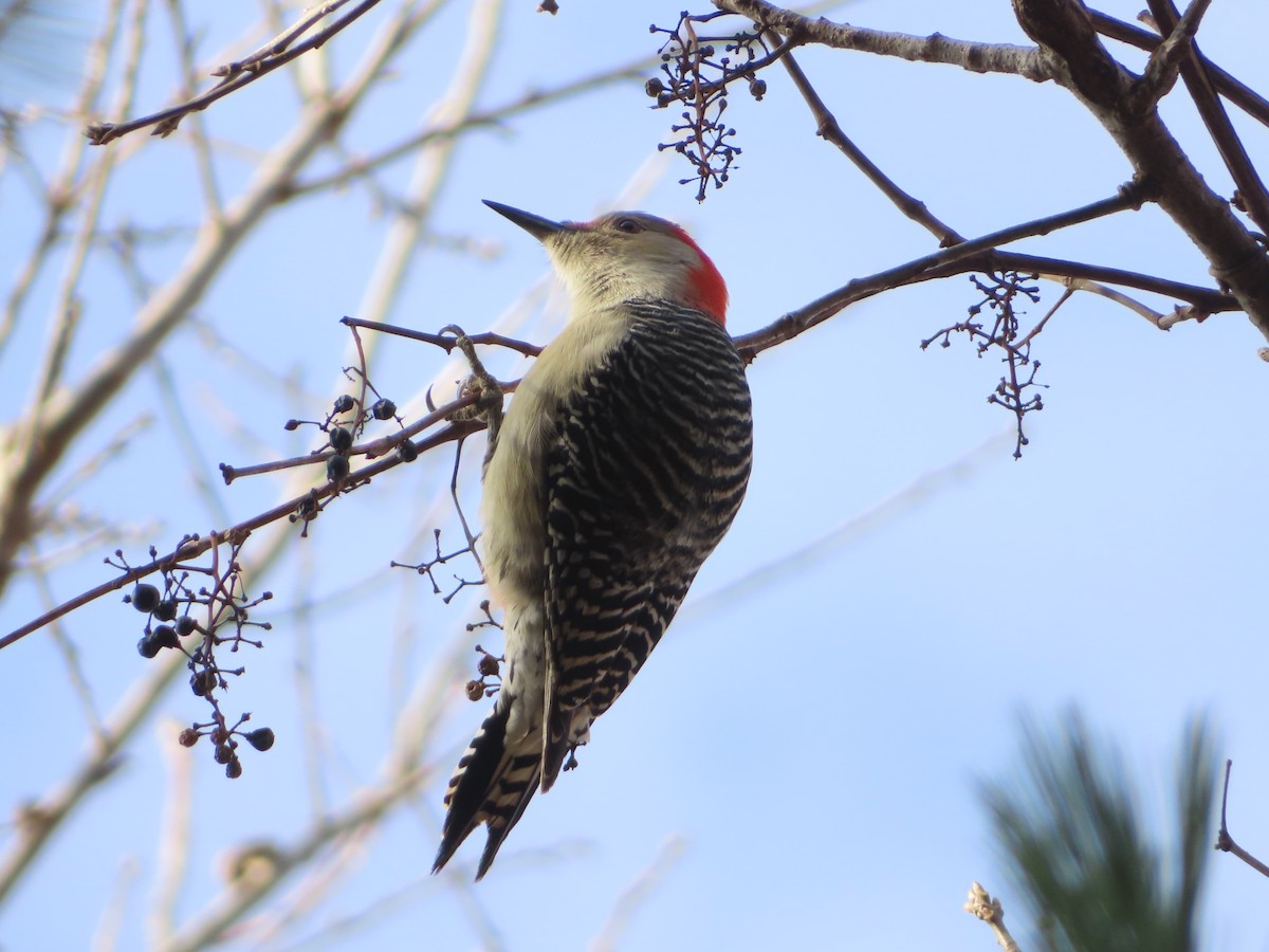 Red-bellied Woodpecker - ML612213426