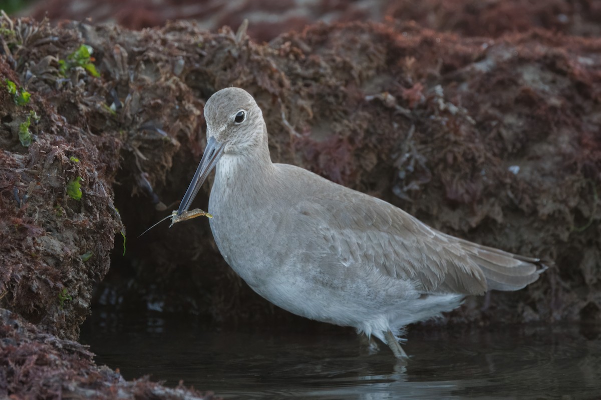 Willet - John Callender