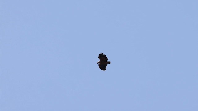 Black-collared Hawk - ML612213523