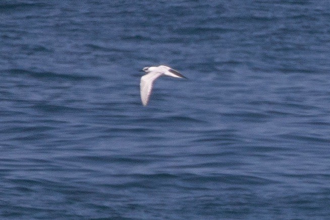 Sandwich Tern - ML612213647