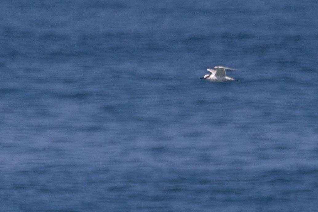 Sandwich Tern - ML612213649