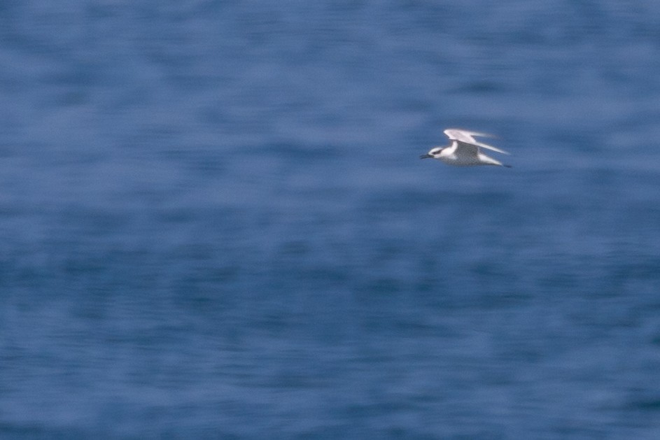 Sandwich Tern - ML612213652