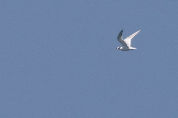 Sandwich Tern - ML612213654