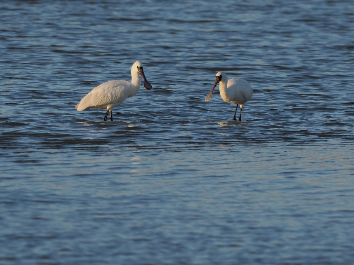 Black-faced Spoonbill - Anonymous