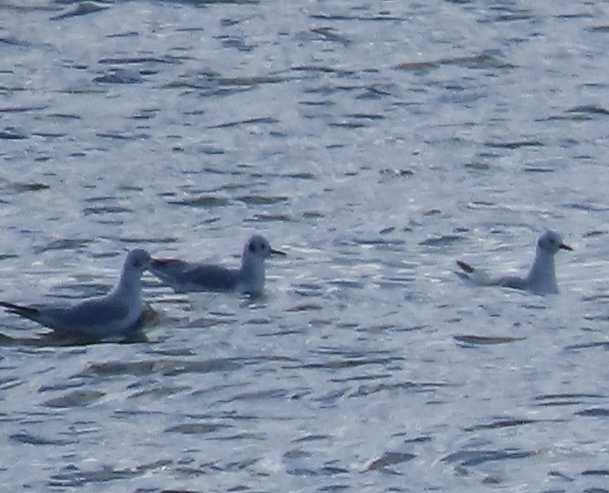 Bonaparte's Gull - ML612213773