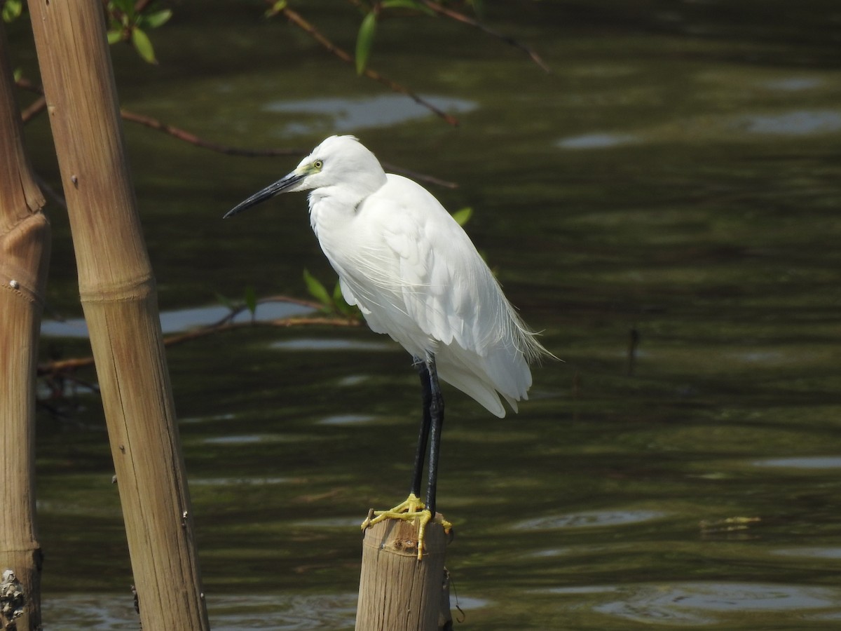 Little Egret - Troy Case