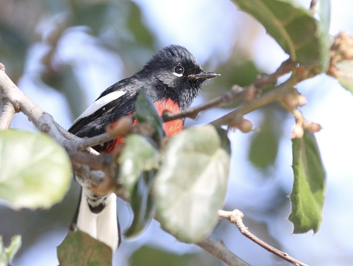 Painted Redstart - ML612213937