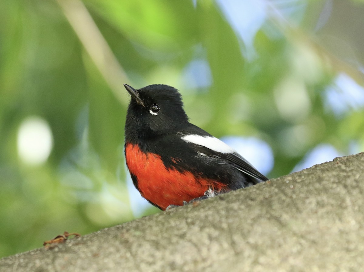 Painted Redstart - ML612213938