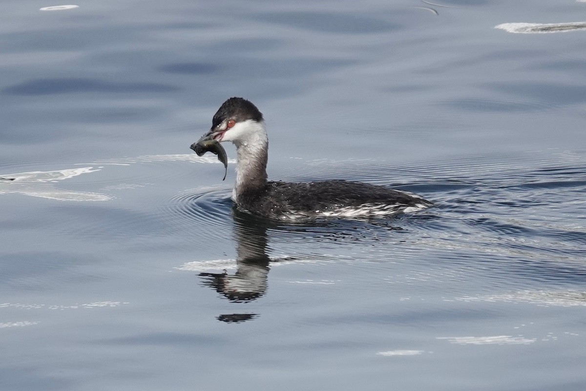 Horned Grebe - Neepa s