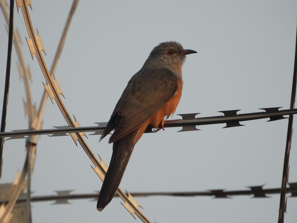 Plaintive Cuckoo - ML612214108