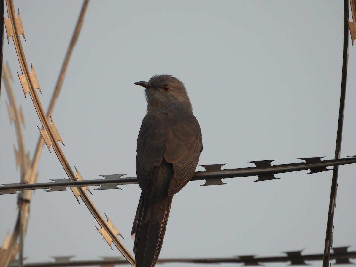 Plaintive Cuckoo - ML612214109