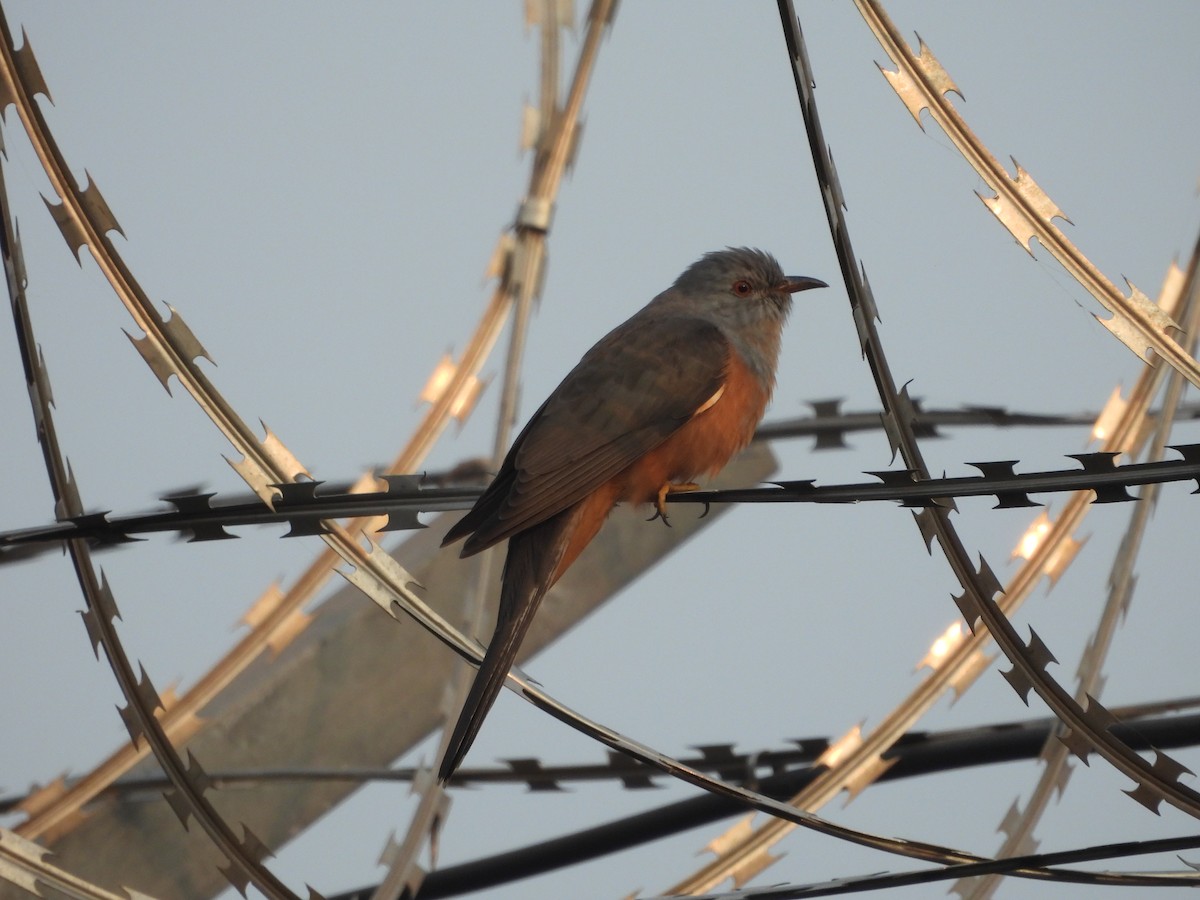 Plaintive Cuckoo - ML612214110