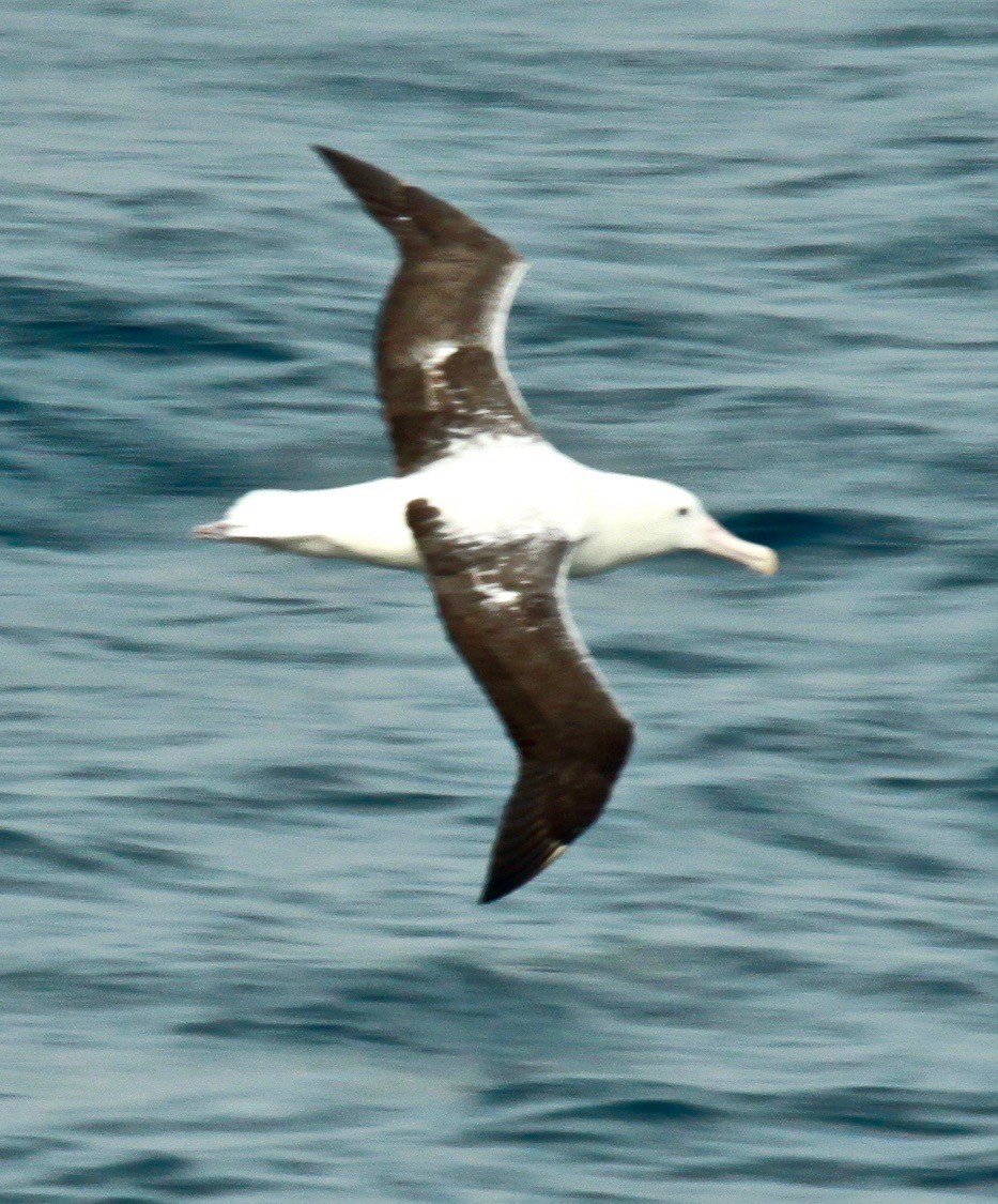 Southern Royal Albatross - Connie Lintz