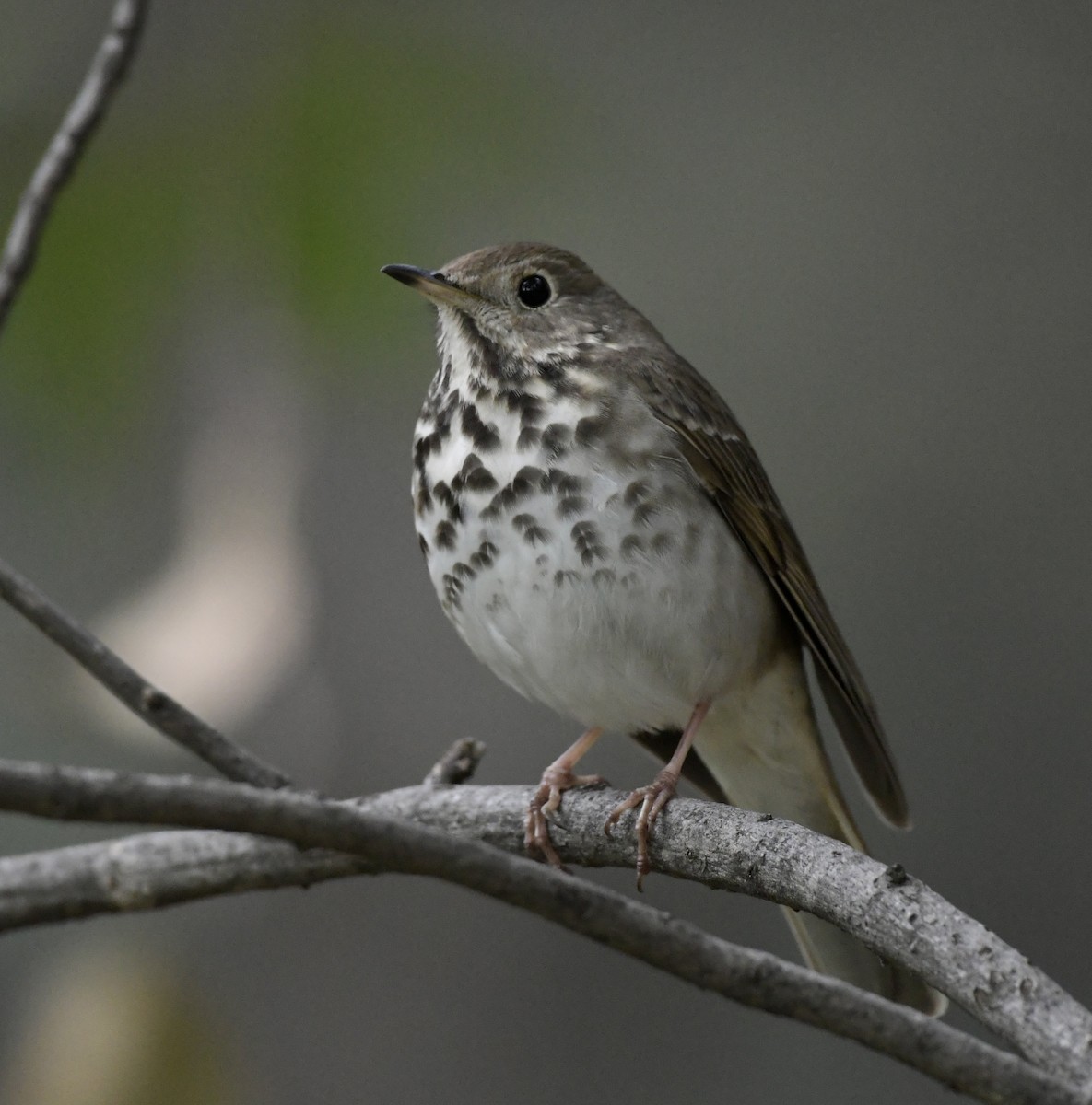 Hermit Thrush - ML612214163