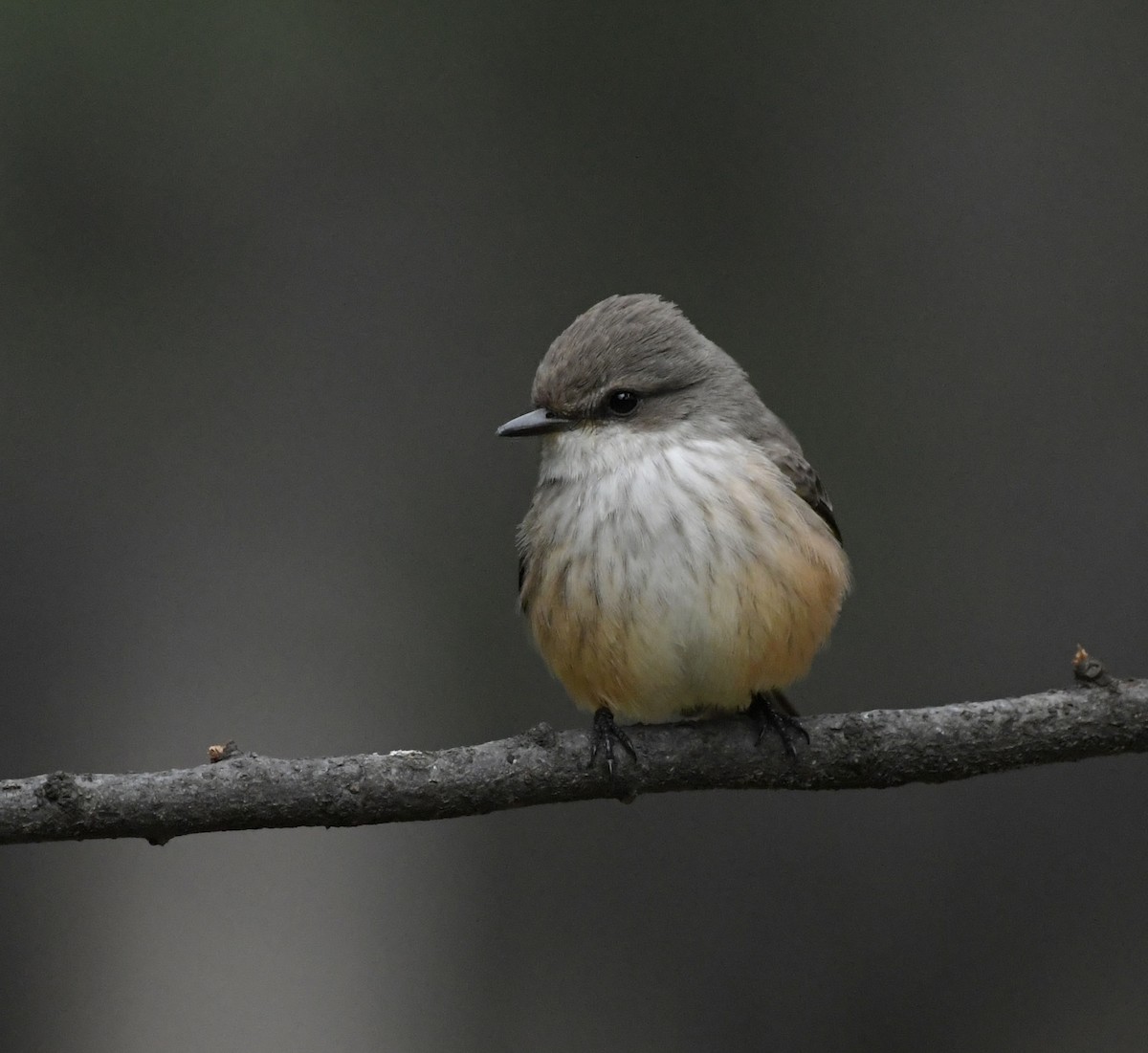 Vermilion Flycatcher - ML612214181