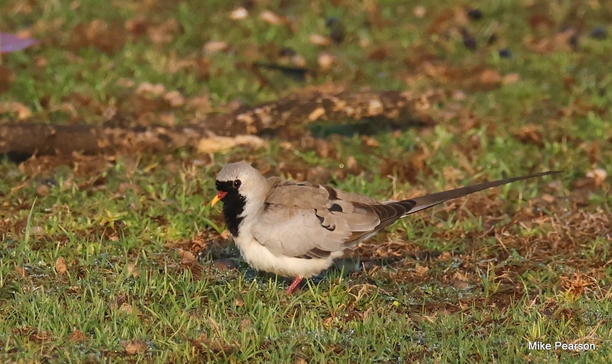 Namaqua Dove - ML612214264