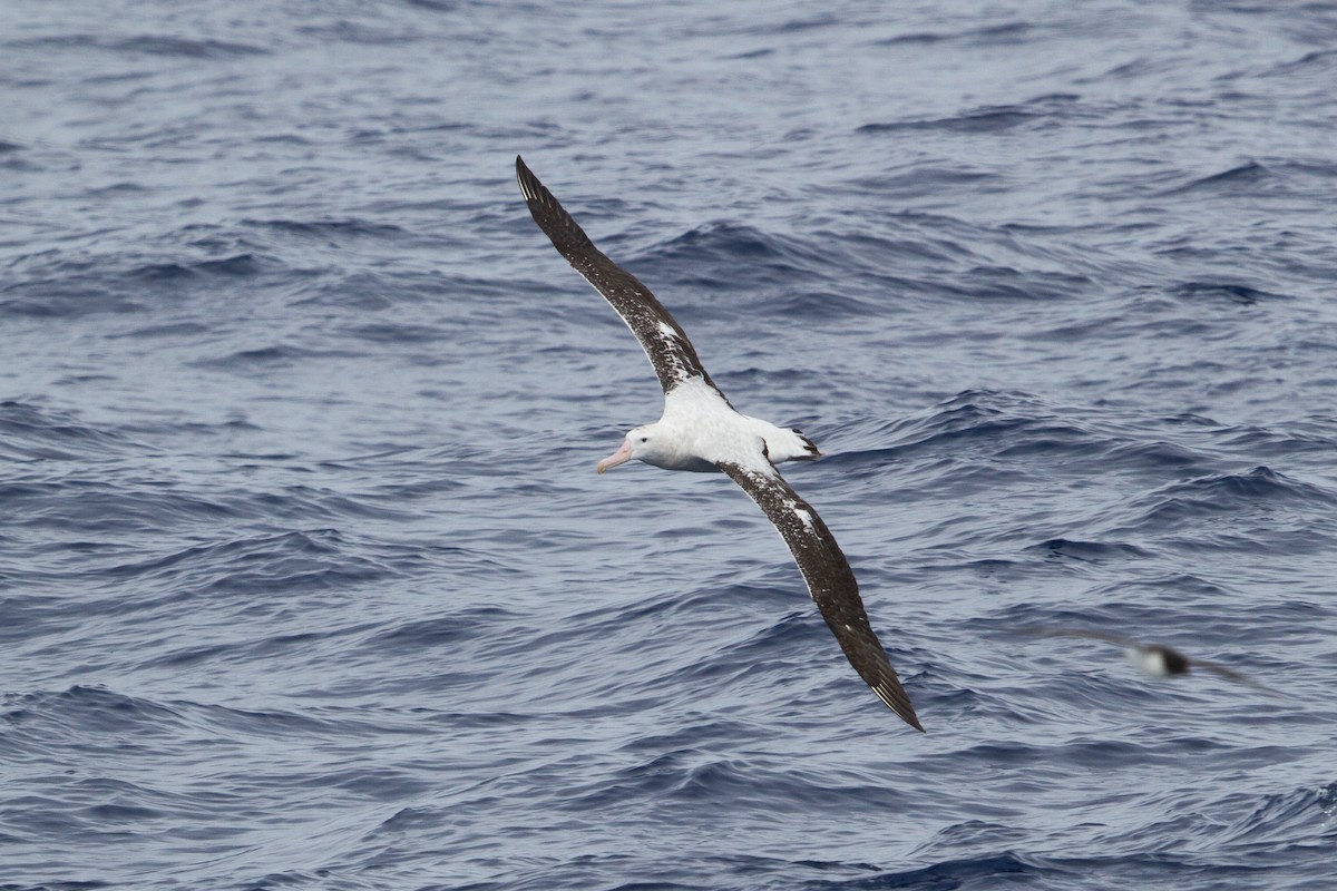 Wander-/Tristan-/Antipodenalbatros - ML612214488